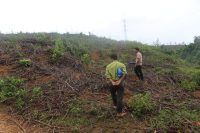 Quỹ Đầu tư phát triển và Bảo lãnh tín dụng cho DNNVV tỉnh Thừa Thiên Huế kiểm tra thực tế Rừng trồng vụ Đông năm 2016 thuộc Dự án Trồng rừng kinh doanh gỗ nguyên liệu chế biến.