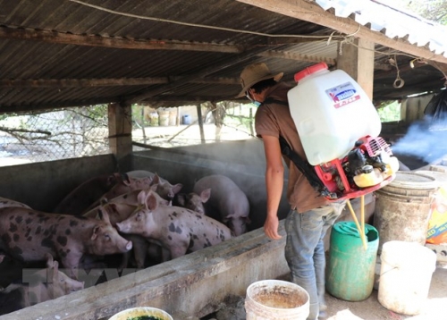 Tiết lộ ‘vũ khí’ mới trong phòng chống Dịch tả lợn châu Phi