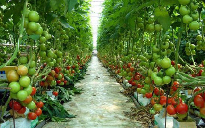 Tín dụng đi vào các lĩnh vực như công nghiệp, nông nghiệp chất lượng cao…thì mới bền vững