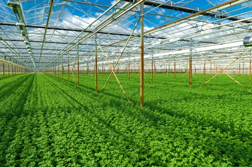 Hơn 100.000 tỷ đồng cho vay nông nghiệp sạch