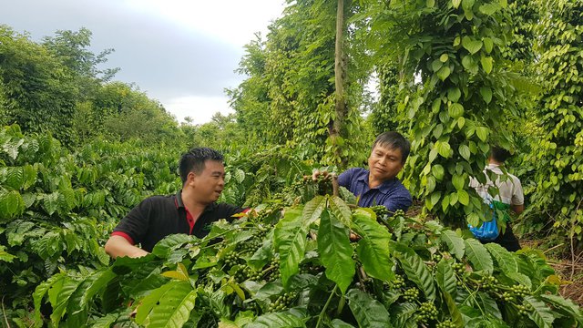 Tăng trưởng xanh: Tiền đề để phát triển bền vững
